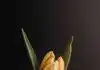 yellow and orange tulip flower photo