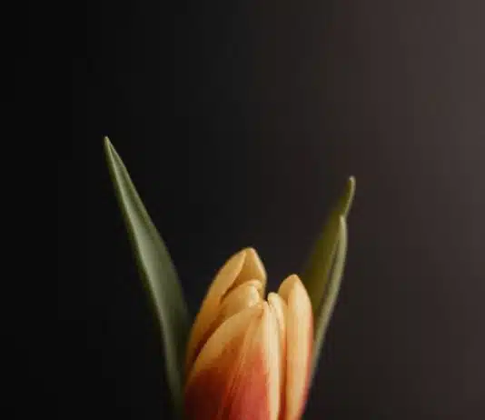 La tulipe, un symbole de la renaissance et de la renaissance spirituelle yellow and orange tulip flower photo